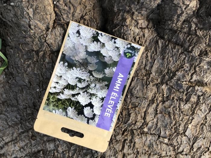 SACHET DE GRAINES AMMI ELEVEE