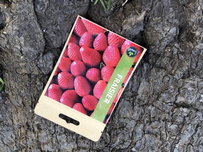 SACHET DE GRAINES FRAISIER