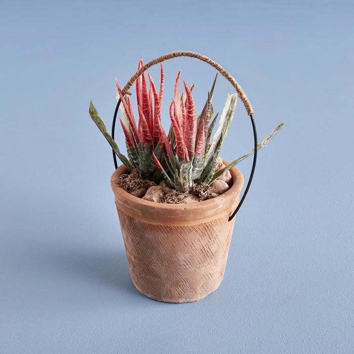 Terrarium - BELLA MAISON - Petit Pot Naturel - 11x21 cm - Décoratif - Contemporain