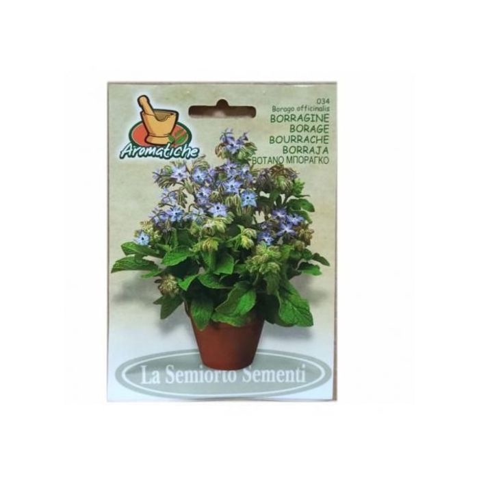 semences - Graines de Bourrache officinale