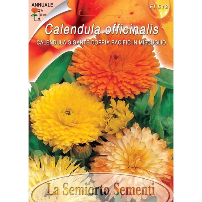 Graines de fleurs souci Calendula officinalis 2g