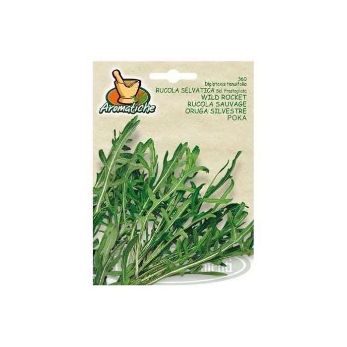 graines des plantes - semences Roquette , jarjir