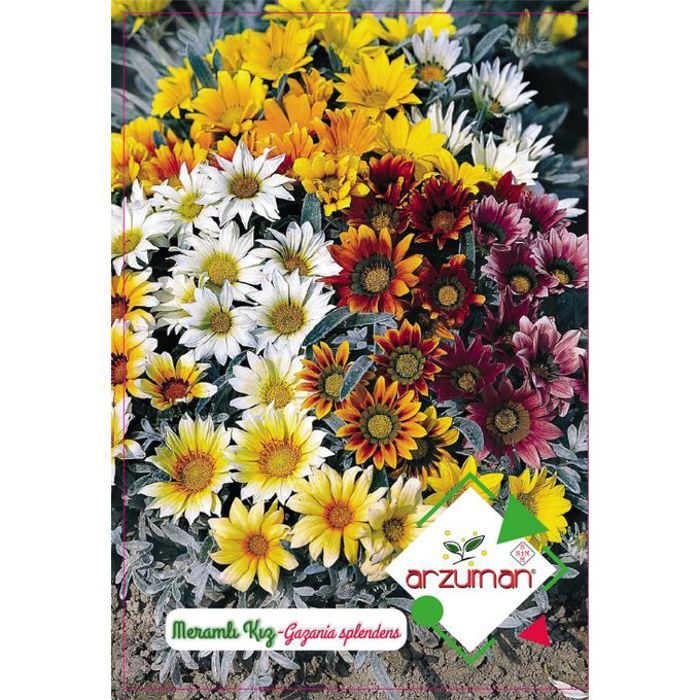 Graines de fleurs - Gazania splendens sunshine 20 semences