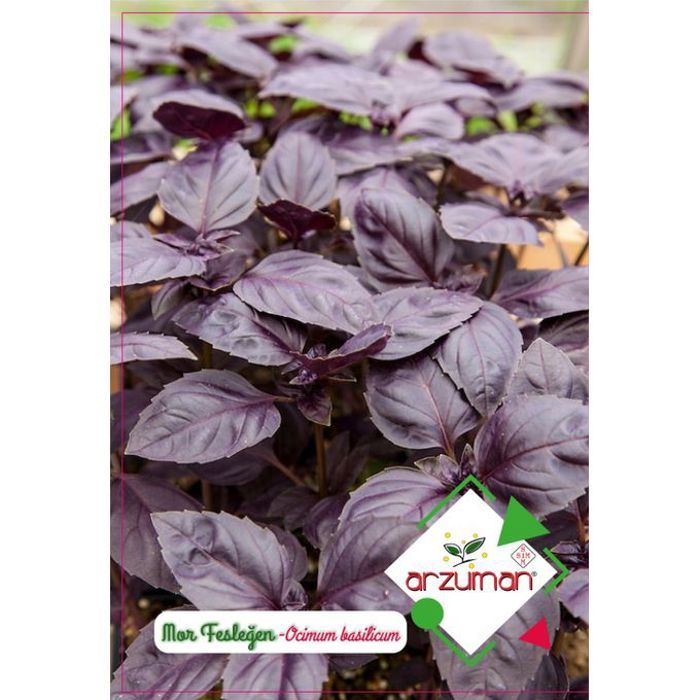 graines des plantes - Basilic Violet à grandes feuilles 100 semences