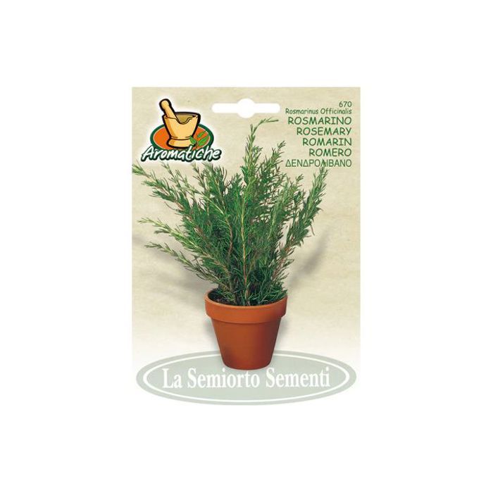 graines de Romarin officinal