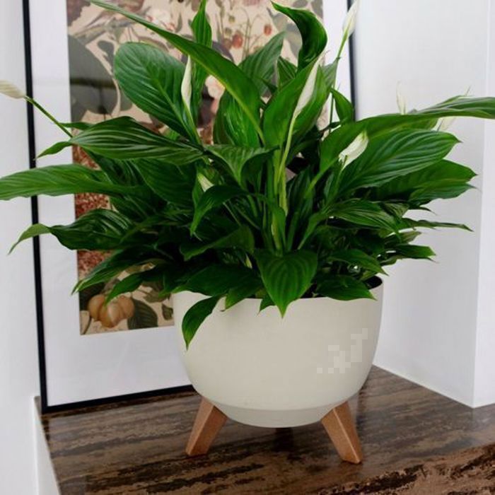 Gondol Pot de fleur Idéal pour l'intérieur et l'extérieur 5L