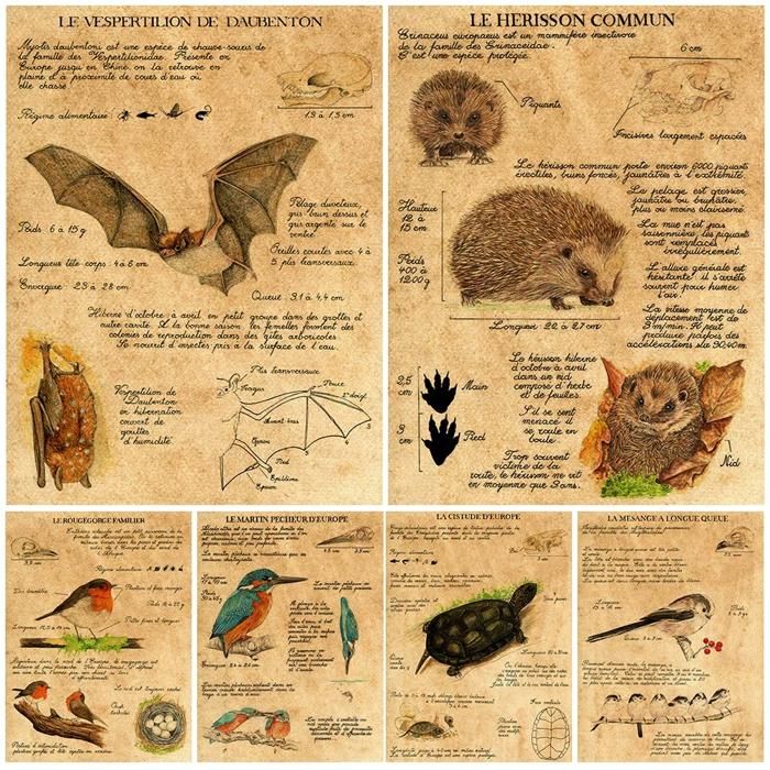 Decoration 6 Poster Hedgehog,Bat,Sparrow,Biological Knowledge Art Print Bird Habit Know