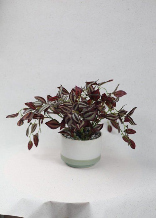 Petite plante fittonia artificielle pour décoration