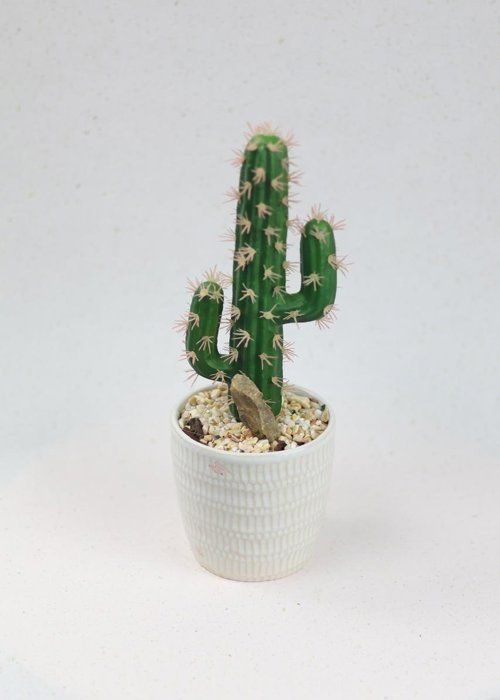 Cactus en pot décoratif