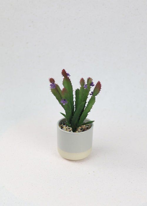 Cactus en pot