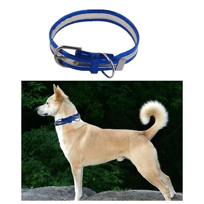 Ceinture pour animaux de compagnie, collier pour chat et chien, pour un beau look a votre animal