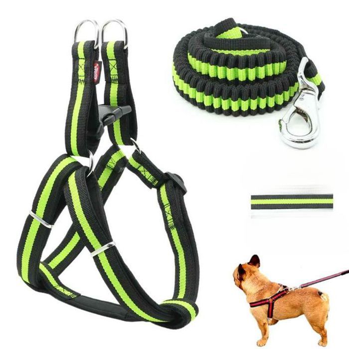 Laisse elastique chien & chat