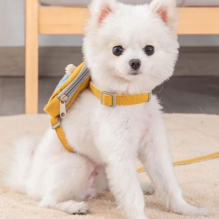 Sangle avec laisse assortie et pochette à friandises pour chat et chien
