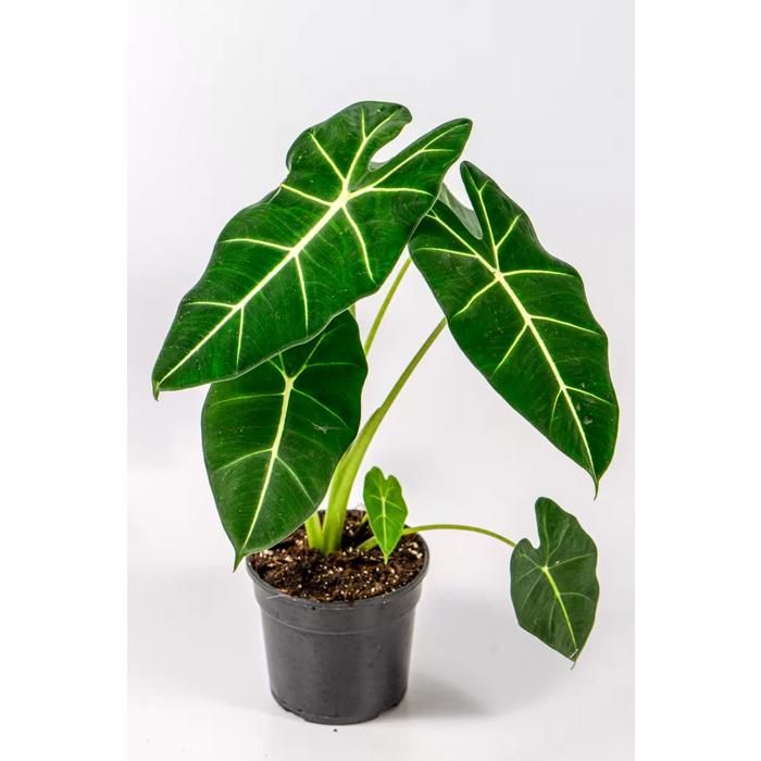 Plante d'intérieur - TARIK AND CHARLIE - Alocasia Frydek - Feuillage velouté - Plante rare - Intérieur lumineux