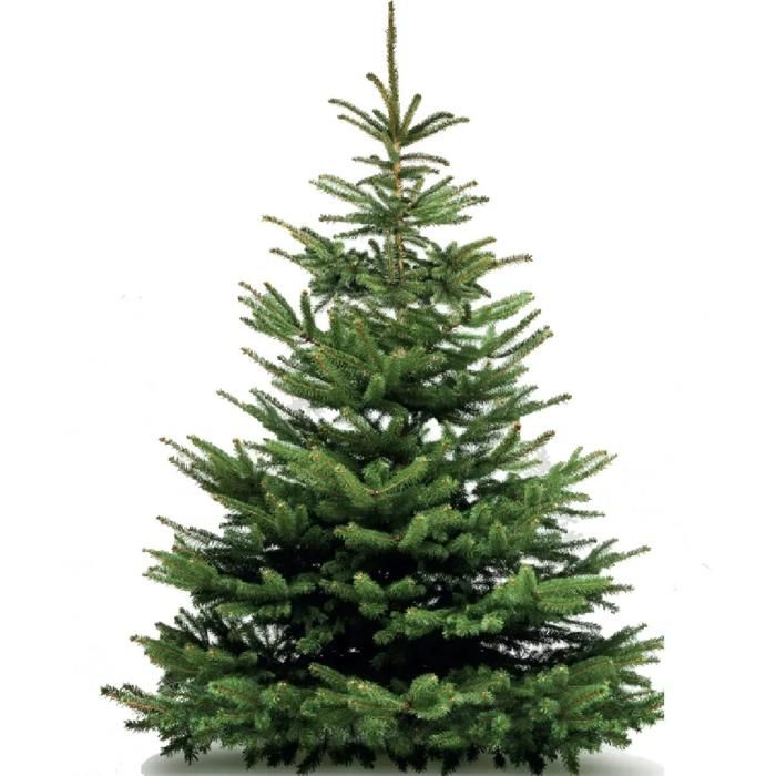 Sapin naturel Epicea nordmann 125/150