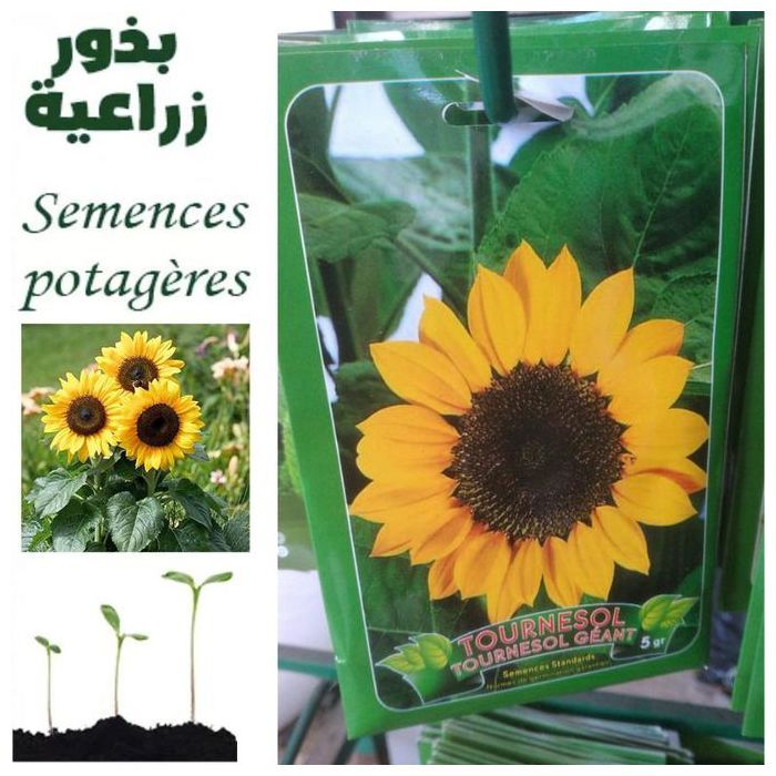 graines de tournesol géant jaune