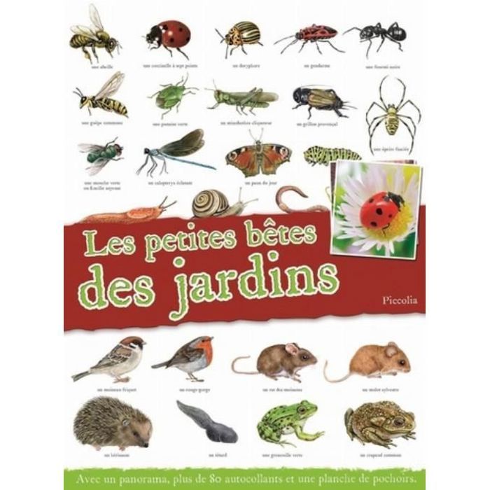 Livre - Le petites bêtes - Panorama - Découverte des insectes - Illustrations colorées - Édition enrichie