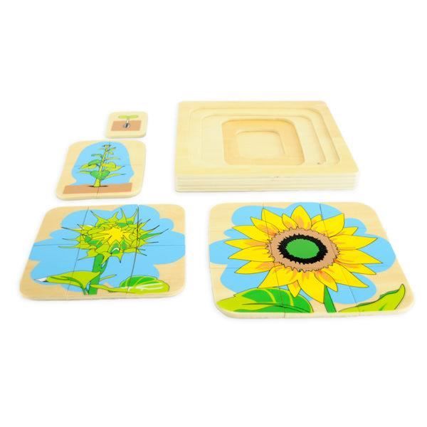 Puzzle cycle de vie - la Fleur