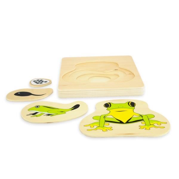 Puzzle cycle de vie Grenouille